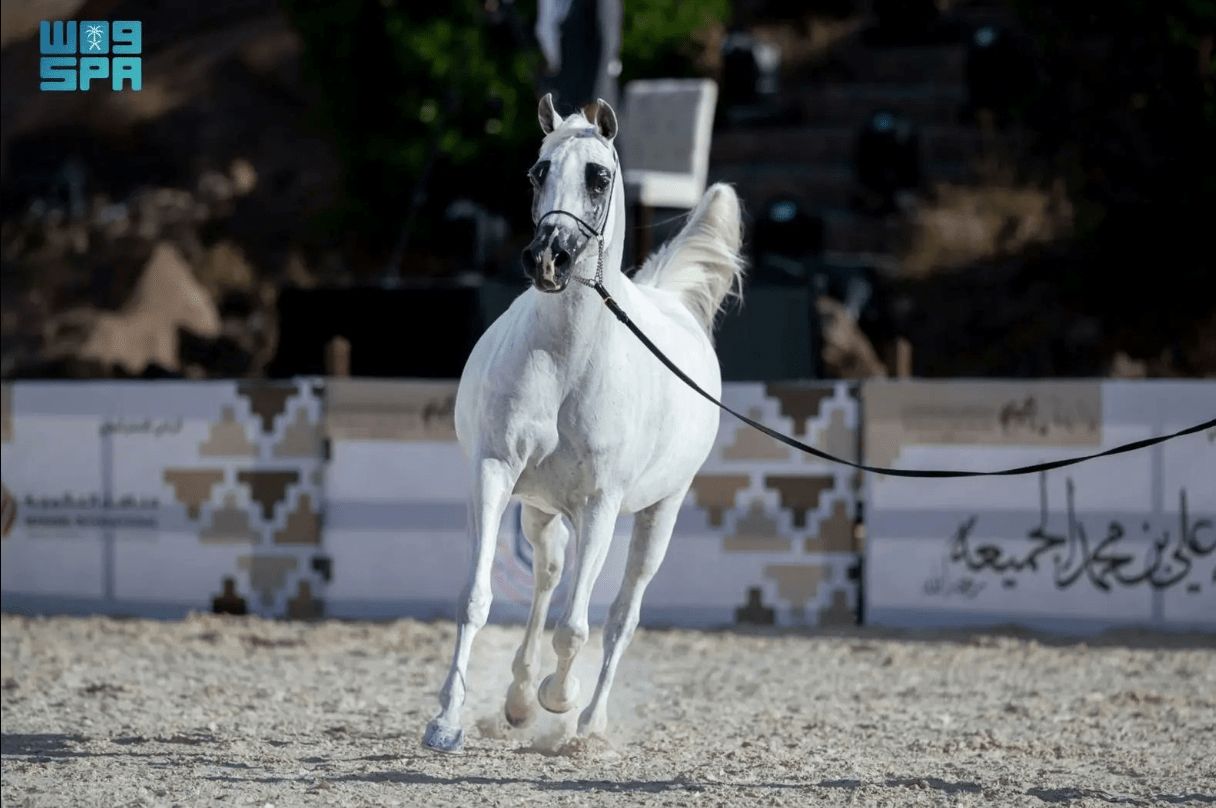 بطولة حائل لجمال الخيل العربية