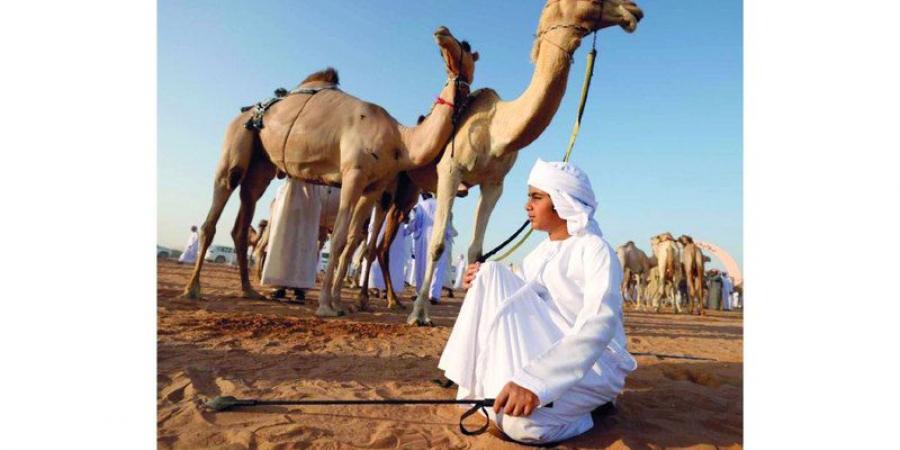 الحداء..  الإبل تفرح بنبرة صاحبها