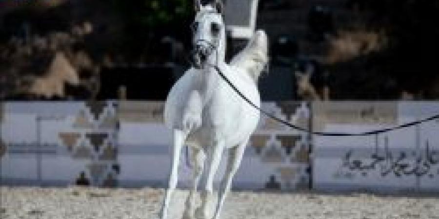 حائل تحتضن أروع عروض جمال الخيل العربية ومنافسات مثيرة في البطولة 2024