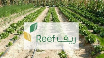 بالشروط والخطوات.. تعرف على طريقة التسجيل في دعم ريف لقطاع العسل 1446