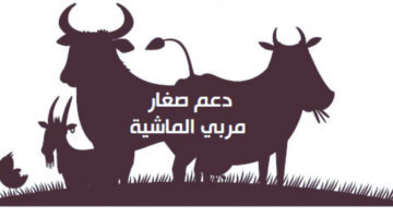 هل أنت مؤهل لدعم المواشي 1446؟ إليك الشروط وطريقة التقديم