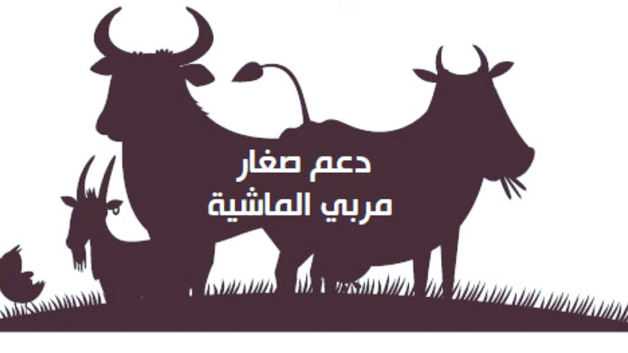 هل أنت مؤهل لدعم المواشي 1446؟ إليك الشروط وطريقة التقديم