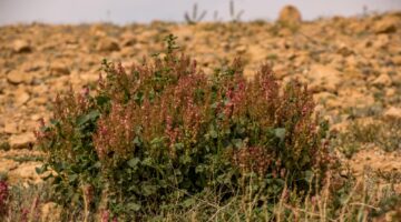 <p><strong>عودة النباتات البرية إلى الحدود الشمالية: ثمرة نجاح الجهود البيئية</strong></p>