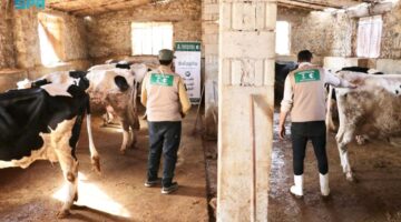 مبادرة توزيع الأبقار لدعم أمهات الأيتام في سوريا