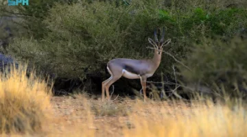 جزر فرسان: جوهرة طبيعية نادرة وغنية بالتنوع البيئي